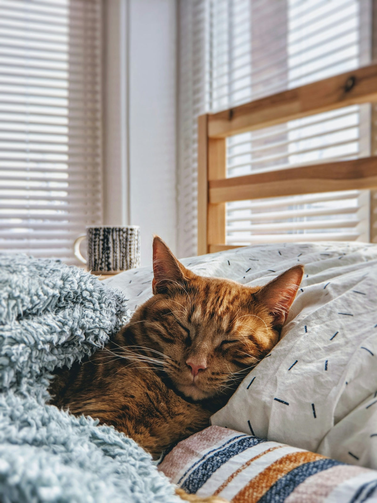 Fluffy purring cat relaxed at home