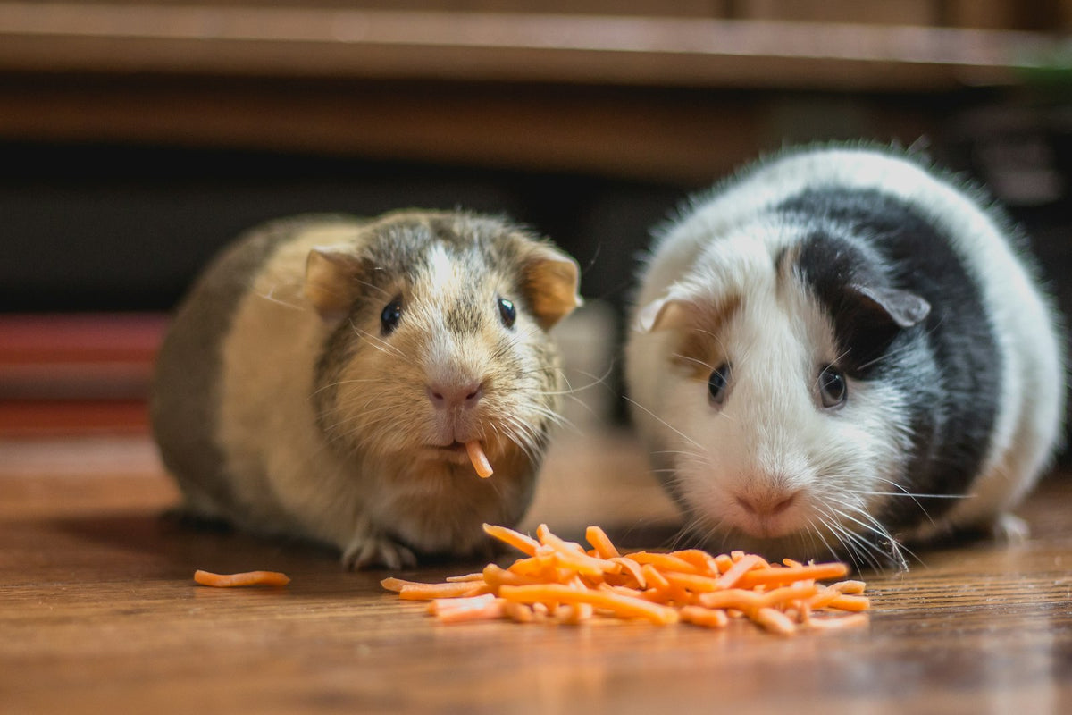 Happy pets enjoying grooming